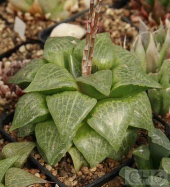 康氏十二卷(Haworthia comptoniana) 百合科十二卷属植物。原产南非开普省。无茎，肉质叶20片左右排列成莲座状，株幅9厘米，单生或偶有基生芽但决不会成群生状态。叶开展，长4．5厘米、宽2厘米，叶端卵亿状三角形。叶面无毛有光泽，有小突起和白色斑点，叶尖端三角部位正面褐绿色有浅色方格斑纹，叶背凸起有浅绿圆斑，叶缘有细齿。小花白绿色，排列成松散的总状花序，花序高20厘米。 本种株形和M十的色彩花纹都比较奇特，是十二卷属中的珍稀种。 性喜冷凉，生长适温为16—18℃，但冬季又不能忍受太低的温度，至少维持5℃以上。春秋宜半明条件，冬季要充足又柔和的阳光。在强光下叶色发红导