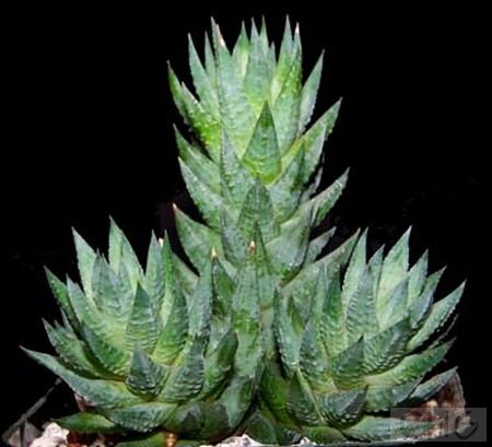 青瞳(Haworthia glauca var.herrei) 百合科十二卷属植物。产于南非奥兰治自由区。株高20厘米，多分枝。叶螺旋形向上排列，叶长三角状，长4—5厘米、宽0．8厘米，灰绿至蓝绿色，叶背强烈地呈龙骨突状。花序高30厘米，花绿色中有褐色中脉。