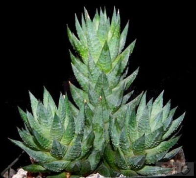 青瞳(Haworthia glauca var.herrei) 百合科十二卷属植物。产于南非奥兰治自由区。株高20厘米，多分枝。叶螺旋形向上排列，叶长三角状，长4—5厘米、宽0．8厘米，灰绿至蓝绿色，叶背强烈地呈龙骨突状。花序高30厘米…