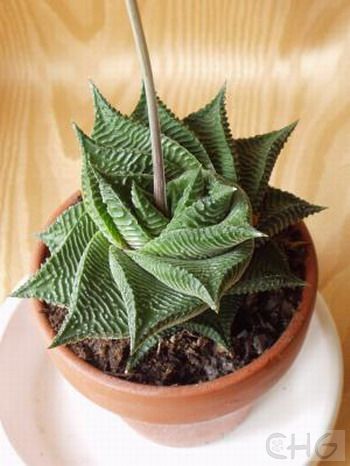 琉璃殿(haworthia limifolia) 百合科十二卷属植物。原产南非德兰士瓦省。莲座状叶盘10厘米大，叶20枚左有，排列时向一个方向偏转似风车一般。叶卵圆状三角形，先端急尖，正面凹背面因突，有明显的龙骨突。深绿色，有无数同样颜色的小沈组成的横条凸起在叶背上，酷似一排排的琉璃瓦。花序35厘米高，白花有绿色中脉。 琉璃殿在我国栽培已久，叶形奇特，株形端庄大方，是室内装饰的理想种类。 栽培中光线不必太强，否则叶色发红。培养土要求保水性好但又不能过于粘重。栽植盆要大，水分不要忽多忽少。耐寒，但对夏季闷热天气也有抵抗力。繁殖用基部蘖芽扦插或直接上盆。也可叶插，将壮实叶直