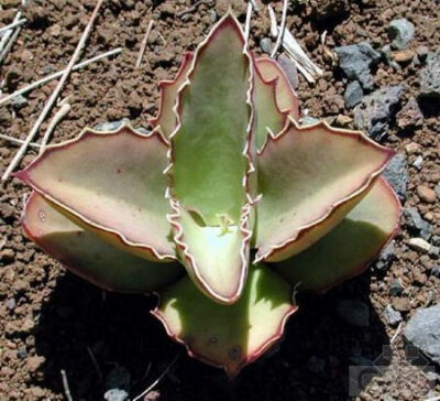 趣蝶莲(Kalanchoe synsepala) 景天科伽蓝菜属植物。又名双飞蝴蝶。产于马达加斯加岛。植株具短茎。对生叶卵形，有短柄，叶长6—14厘米、宽4—6厘米。叶缘有锯齿状缺刻。表皮绿色中带红色，特别是叶缘处红色更为明…