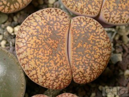 紫勋(Lithops lesliei) 番杏科生石花属植物。产于南非德兰士瓦省和奥兰治自由区。株高3—4．5厘米，顶端平或稍圆凸，4厘米长、3厘米宽。中缝较深。根据类型不同，顶端表皮颜色有灰黄色、咖啡色中带红褐色、淡绿色中有深红斑点等区别。花径3厘米，黄色或白色。 习性强健，栽培较容易，蜕皮分裂时往往一对叶中产生两对叠生的新叶，从而在一段时间内出现三对叶共存的状怒。个体之间颜色差异大，栽培这一个种就好像栽培许多种的样子。是一个适合没有经验的爱好者栽培的入门种类。