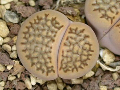 露美玉(Lithops turbiniformis) 番杏科生石花属植物。产于南非开普省。植株近似陀螺状，高2—2．5厘米，顶部扁平或稍凸起，近圆形。侧面灰色中带黄褐色，顶面红褐色中带点紫褐色，有紫褐色的弯曲的树枝状条纹。…