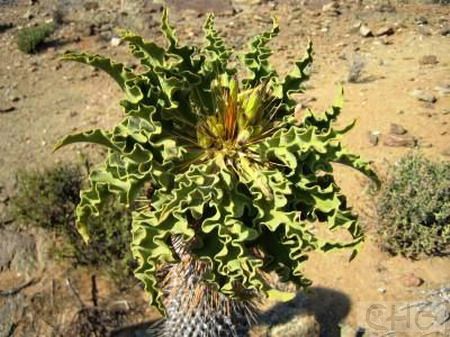 棒棰树(Pachypodium namaquanum) 夹竹桃科棒捶树属植物。又名光堂。产于纳米比亚。肉质茎高1．5一1．8米，不分枝，茎上密生5厘米长的刺。刺很有特点，虽然它没有刺座但仍是3根刺着生在一起，两根长的呈八字形分开，中间有一根短刺，刺均为褐色。生长期茎顶端簇生长卵形叶，绿色，长8一12厘米、宽2—6厘米，中脉明显，色较淡，叶缘波浪形。叶旱季脱落。花着生叶腋部，花瓣黄色有红褐色绒毛。 夹竹桃科多肉植物中，棒棰树属是最重要的。而由于稀有，被引入我国的极少。棒棰树是多肉植物中第一批列为一级保护的种类，植物应收集作为珍贵的标本，有经验的爱好者也可收集栽4立棒棰树属种类