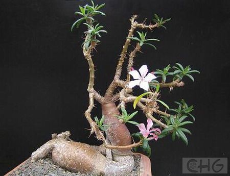 天马空(Pachypodium succulentum) 夹竹桃科棒棰树属植物。原产南非开普省东部。肉质矮灌木，具粗大的肉质根，茎基膨大，直径15厘米，在原产地大半埋入地下，地上部分表皮黄褐色很粗糙，膨大的茎基肉质较柔软。带分枝的茎高20—60厘米，分枝很细，分枝上有2厘米长的对生刺。叶线状披针形，绿色，长5—6厘米、宽1厘米，有毛。花着生在新技上，很小，红色，稀白色。 天马空是茎干类多肉植物的代表种之一，膨大的茎基形似古色古香的花瓶，十分奇特。可供植物园和一部分爱好者栽培。冬季休眠时最好维持10℃以L并保持盆土干燥。春到秋为生长期，夏末秋初开花，但生长期消耗水分仍不多，因而