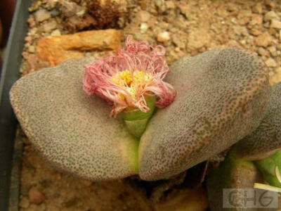 青鸾(Pleiospilos simulans) 番杏科对叶花属植物。原产南非开普省。叶对生，非常肉质，6—8厘米长、5—7厘米宽、l一1．5厘米厚。基部稍联合，卵圆状三角形，先端尖。叶色褐绿色，有相当明显的透明小点。花l一4，…