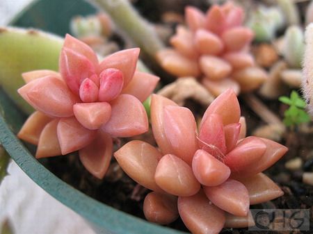 铭月(Sedum adolphii) 景天科景天属植物。原产墨西哥。茎肉质，先直立后匍匐。叶披针形，先端有钝尖，3．5厘米长、1．5厘米宽、0．6厘米厚。黄绿色，叶缘稍有点红。花白色。 栽培繁殖都十分简便，是大众化的多肉种类，适合初学者和少年儿童栽培。 一般宜室内栽培，喜阳光和温暖，但冬天只要不直接经霜受雪也很耐寒。过度寒冷时叶会皱缩，但春天即会复原。春到秋应充分浇水，冬季偶尔浇水，缺水时叶片也会皱缩。叶插繁殖相当容易。