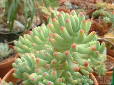 八千代(Sedum pachyphyllum) 景天科景天属植物。原产墨西哥瓦哈卡州。矮性的肉质灌木，株高25厘米。叶圆柱形，灰绿色被白粉，在生长季节或在强烈的阳光下，叶先端呈红色。叶长4厘米、粗0．6厘米，叶往往松散地簇…