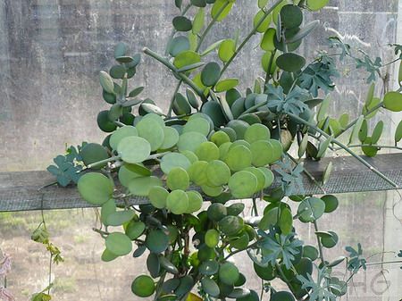 碧雷鼓(Xerosicyos danguyi) 葫芦科沙葫芦属植物。产于马达加斯加岛。肉质灌木，茎直立或匍匐，高50厘米，基部分枝，枝条不太肉质，细而圆。叶互生，肉质，被白霜的绿色，椭圆形，长4厘米、宽3．5厘米，具0．8厘米的叶柄，叶正面中间稍凹，无毛。花极淡的黄绿色。 葫芦科的多肉植物是近年才被引入我国的。碧雷鼓叶形奇特，繁殖相对较容易，可供植物因作标本栽培陈列。