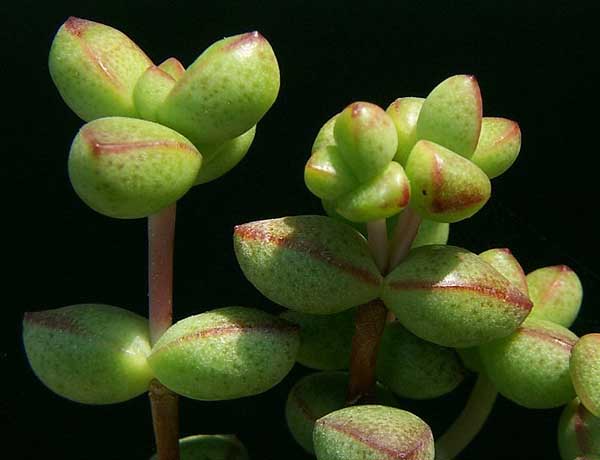 Crassula brevifolia半球乙女心