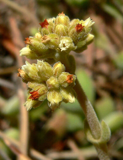 Crassula herrei绒毛小天狗