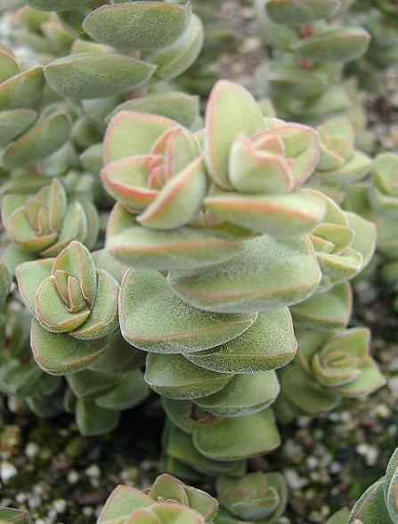 Crassula Jade Tower碧玉塔