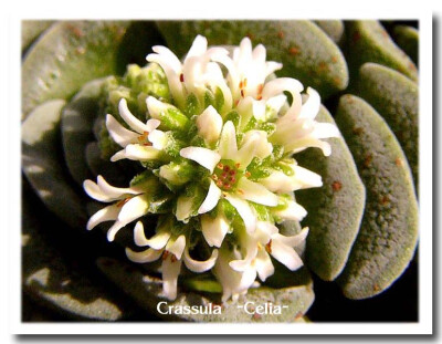 Crassula susannae漂流岛（苏珊乃）