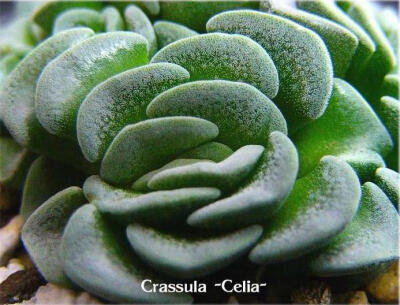 Crassula susannae漂流岛（苏珊乃）