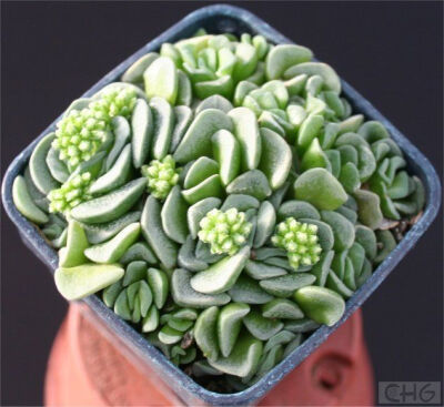 Crassula susannae漂流岛（苏珊乃）