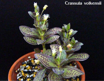 Crassula volkensii雨心