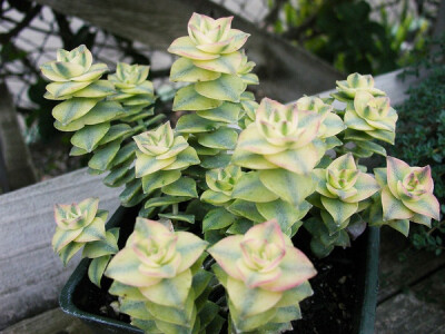 景天科青锁龙属【星乙女锦】Crassula perforata variegata 喜欢阳光充足、凉爽干燥的环境。多肉植物中的“冬型种”，每年的9月至第二年5月为生长期，日照不足会使叶与叶之间的距离拉长，叶子边缘的红色也会减退。夏…