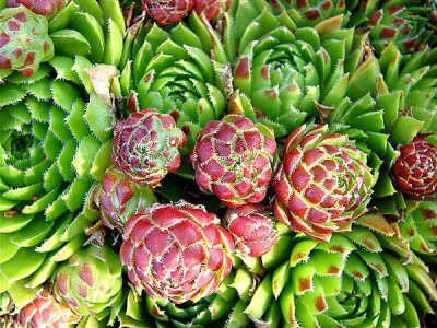 景天科长生草属【虹绫樱】Sempervivum soboliferum