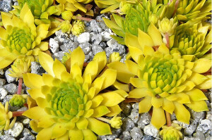 景天科长生草属 Sempervivum montanum subsp carpaticum &#39;Cmiral&#39;s Yellow&#39;