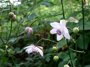 莲花升麻  Anemonopsis macrophylla