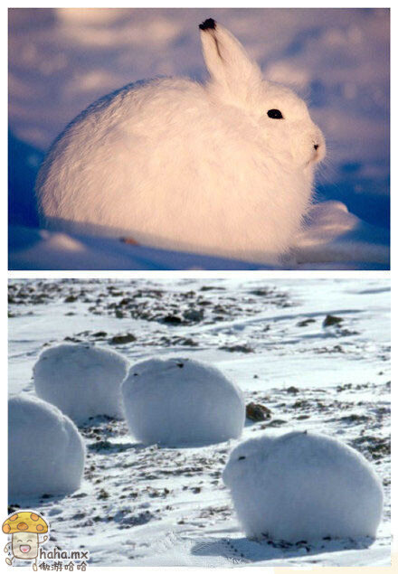 北极兔(Arctic hare)，是一种适应了北极和山地环境的兔子。肥肥的，耳朵和后肢小，有的还没有尾巴，看上去非常可爱！据说北极兔的耳朵根据不同的位置与姿能传达出不同的信息，用这种方法来和同伴随时交流。你被萌到了没？