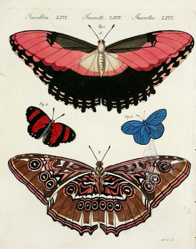 Papilio Hecuba