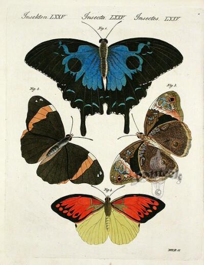 Papilio Diomedes