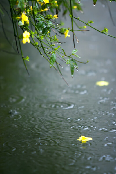 花自飄零水自流