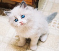 Ragdoll... &lt;3