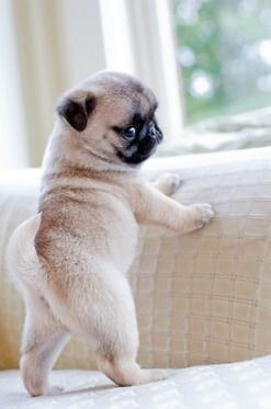 pug puppy