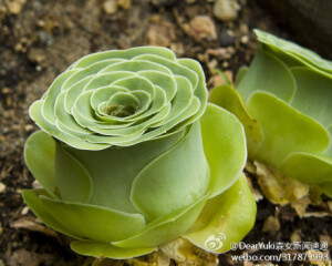 #森植物#【山地玫瑰】山地玫瑰也称高山玫瑰、山玫瑰，肉质叶互生，呈莲座状排列，株幅依品种的不同而差异很大，从2厘米到40厘米不等。叶色有灰绿、蓝绿或翠绿等。