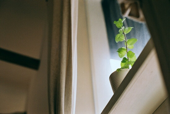 绿色植物绿色生活