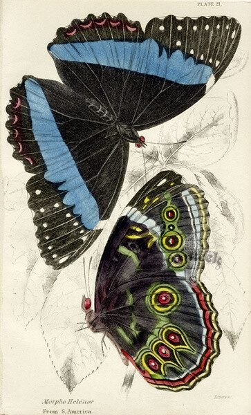 Morpho Helenor