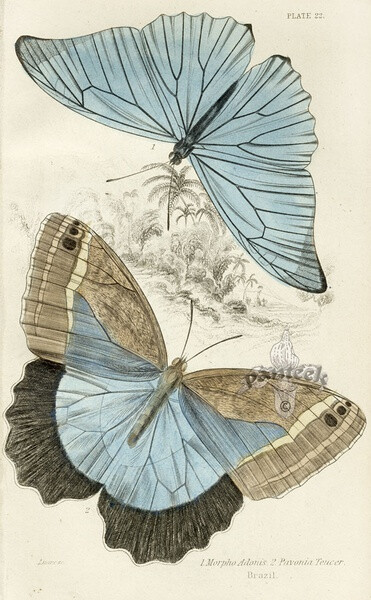 Morpho Adonis, Pavonia Teucer