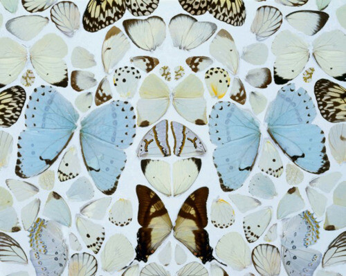 (via damien hirst, tate modern « L O L I T A - Lolitas blog about fashion photography graphic design interior art lifestyle inspiration)