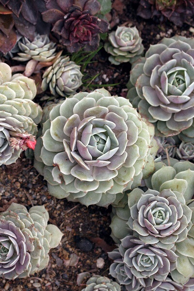 【露娜莲】Echeveria lola