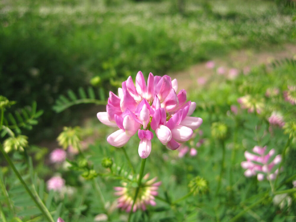 【绣球小冠花】为双子叶植物药豆科植物绣球小冠花的花