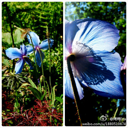 绿绒蒿园艺品种，Meconopsis 'Bryan Conway' & Meconopsis 'Slieve Donard'