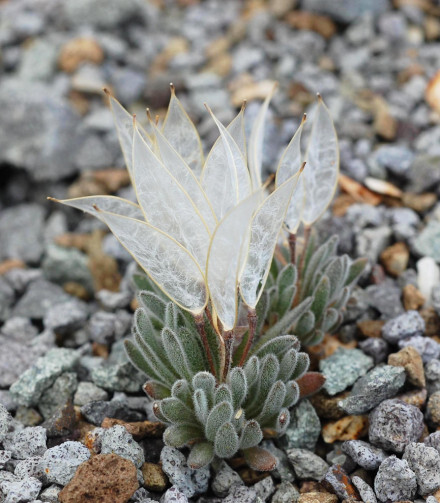 大地的翅膀！ { 英文名：Daggerpod ， 学名：Anelsonia eurycarpa，摄影：Calcareous Al }