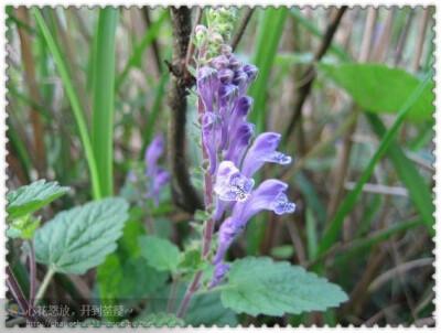 韩信草又名耳挖草、金茶匙、牙刷草。叶对生，叶卵状椭圆至线状披针形，花着生于叶腋，多年生草本，全体被毛，高10-37cm。叶对生；叶柄长5-15mm；叶片草质至坚纸质，心状卵圆形至椭圆形，长1.5-3cm，宽1.2-3.2cm，先…