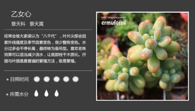 【100种常见多肉植物图鉴】 &lt;wbr&gt;+ &lt;wbr&gt;多肉植物常见问题解答