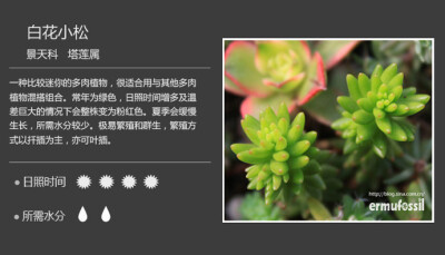 【100种常见多肉植物图鉴】 &lt;wbr&gt;+ &lt;wbr&gt;多肉植物常见问题解答