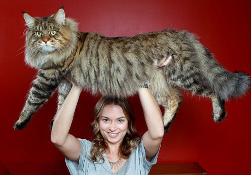 重达9公斤,随着其年龄增长,这只肥猫或许有一天将成为世界上最胖的猫