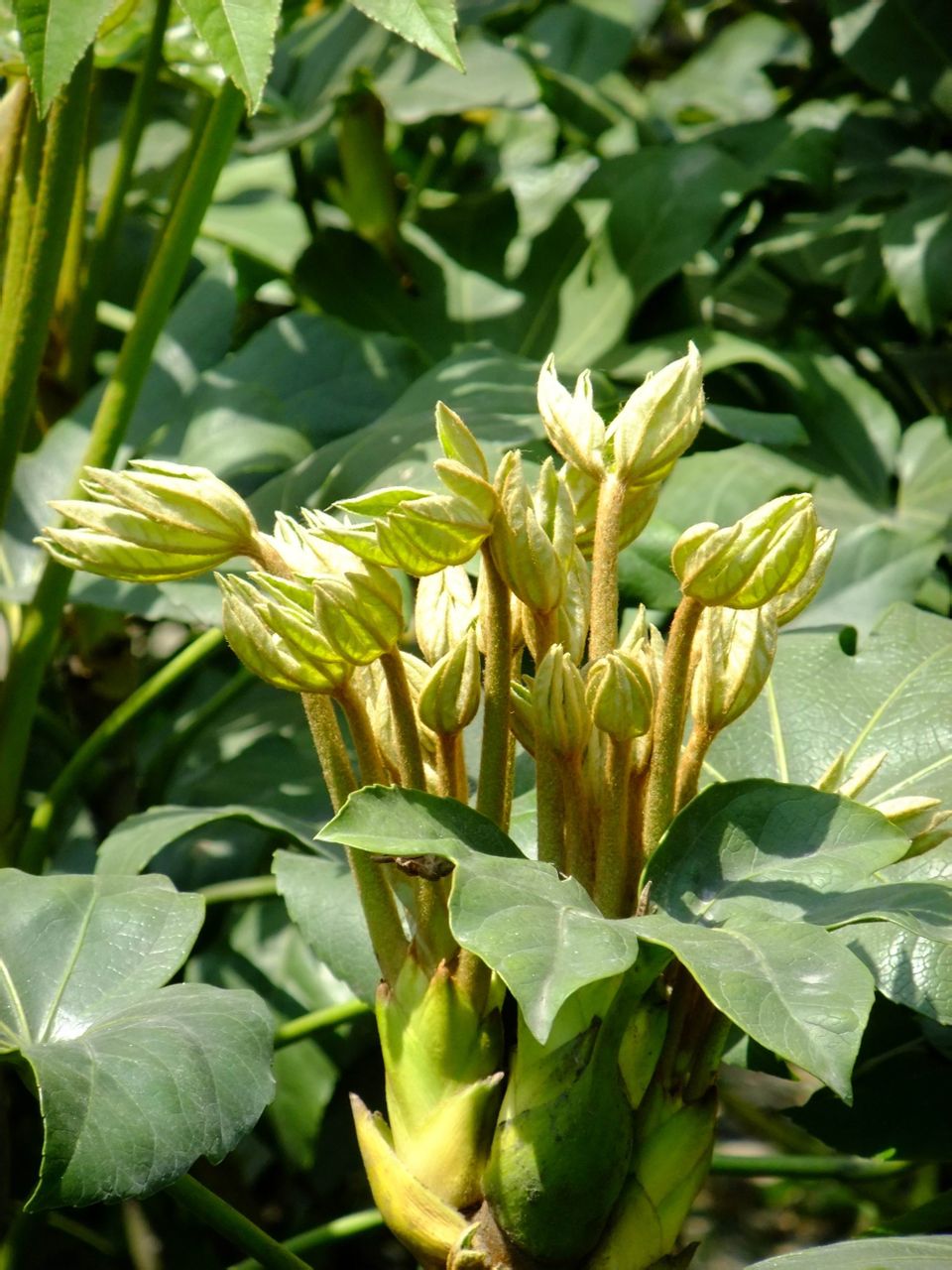 八角金盘:(fatsia jiponica),又名八爪金盘,八金盘,八手,手树,金刚纂.
