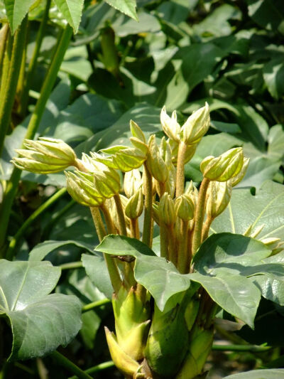 八角金盘：（Fatsia jiponica），又名八爪金盘、八金盘、八手、手树、金刚纂。五加科，八角金盘属。常绿灌木或小乔木，双子叶植物；其叶大，革质，近圆形，直径12-30cm，掌状5-7深裂或者7-9深裂，厚，有光泽，裂片长…