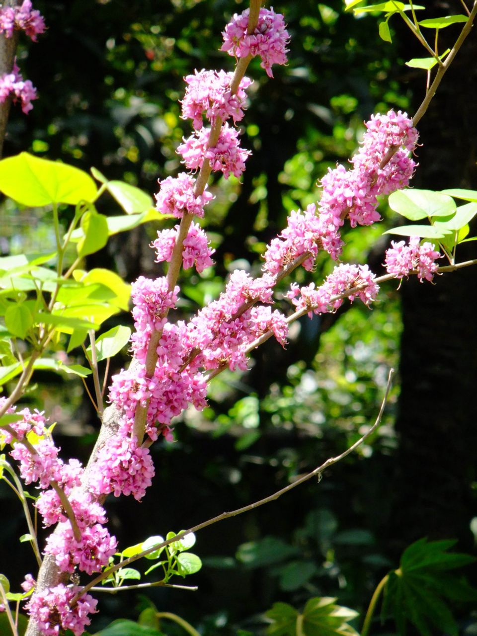 紫荆 【科】： 豆科 Fabaceae 【属】： 紫荆属 Cercideae 【学名】：Cercis chinensis Bunge 【英文名】：China Redbud 又叫满条红、苏芳花、紫株、乌桑、箩筐树。 为豆科紫荆属落叶灌木小乔木，是春季的主要观赏花卉之一，喜阳光，耐暑热。树干挺直丛生，早春季节先于叶开花，花形似蝶，盛开时花朵繁多，成团簇状，紧贴枝干，满树都是花，不仅枝条上能着花，而且老干上也能开花，给人以繁花似锦的感觉；到了夏秋季节则绿叶婆娑，满目苍翠；冬季落叶后则枝干筋骨毕露，苍劲虬曲之感跃然眼前，是观花、叶、干俱佳的园林花木，适合栽种于庭院、公园、广