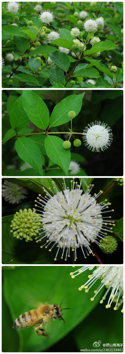 风箱树(Cephalanthus tetrandrus)开得正旺。风箱树属，茜草科，17种，产美洲和亚洲，其中风箱树为落叶小乔木或灌木状，我国长江以南有分布，喜生于水旁，可作防堤树。