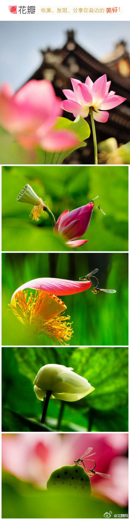 #花瓣花语录#荷花，又名水芙蓉，睡莲科多年生水生草本花卉，花期6～9月。分观赏和食用两类，早在周朝就有栽培记载，相传荷是王母娘娘身边的一个美貌侍女玉姬的化身。冰清玉洁，婀娜多姿，姿态万千，出淤泥而不染之品…