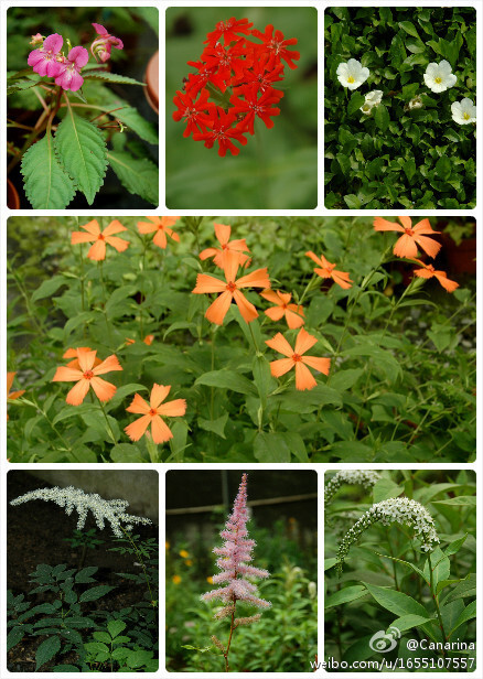 1天目凤仙；2哈氏剪秋罗Lychnis haageana；3地毯赛亚麻Nierembergia repens；4剪夏罗（剪春罗）Lychnis coronata；5假升麻；6落新妇（红升麻）Astilbe chinensis；7珍珠菜（矮桃）Lysimachia clethroides