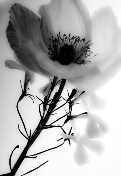 Photograph x-ray by Leila Raymond on 500px